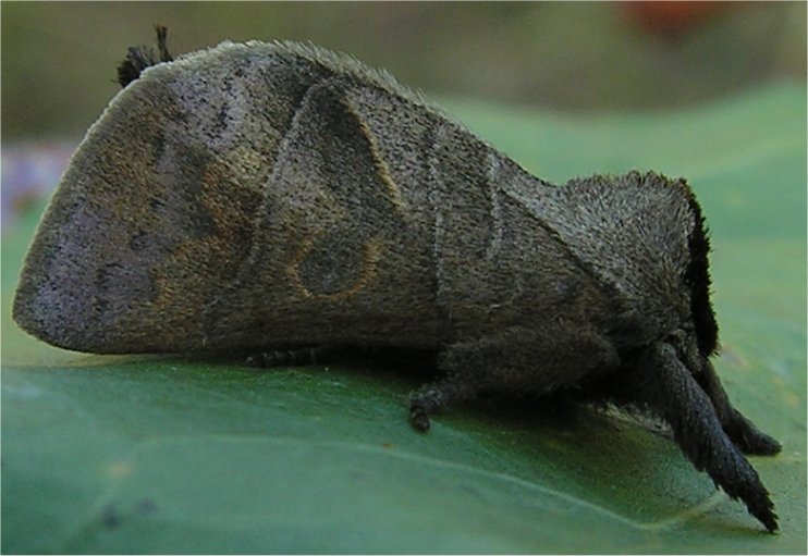 larve di lepidottero defoliatore: Clostera anastomosis